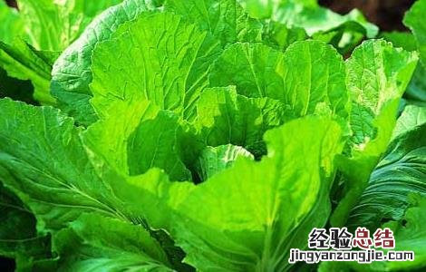 芥菜种植时间及种植技术要点 芥菜种植的注意事项
