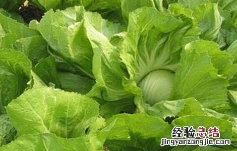 芥菜种植时间及种植技术要点 芥菜种植的注意事项