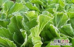 芥菜种植时间及种植技术要点 芥菜种植的注意事项