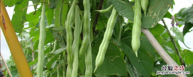 无丝豆的种植时间 无丝豆种植技术