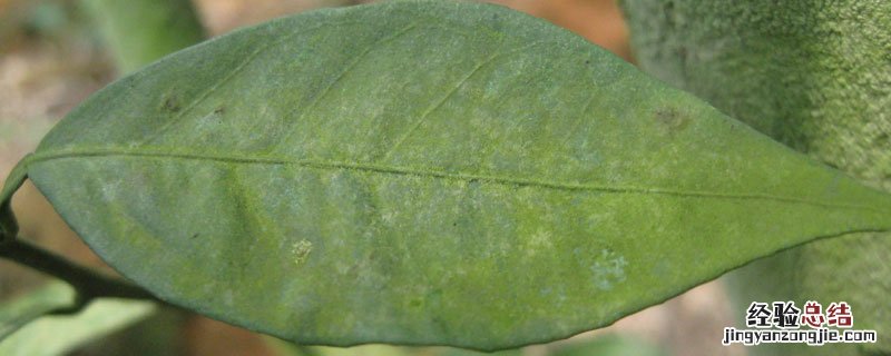 氢氧化铜农药使用方法 氢氧化铜和什么农药复配