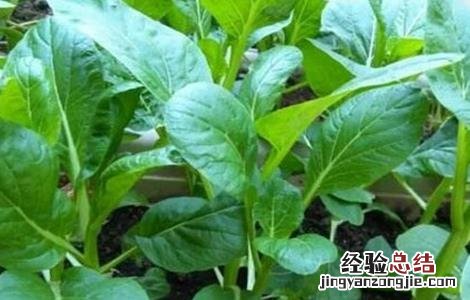 菜心的种植方法 菜心的种植方法和注意事项