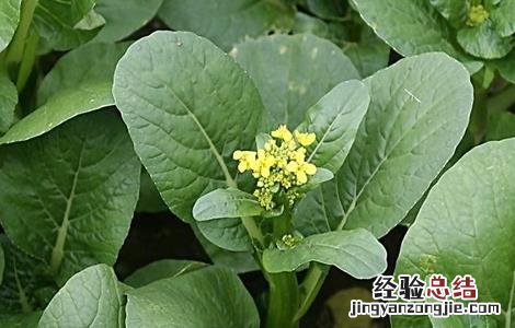 菜心的种植方法 菜心的种植方法和注意事项