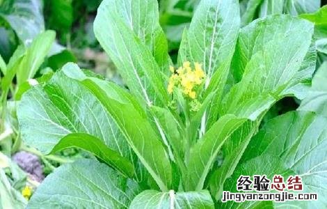 菜心的种植方法 菜心的种植方法和注意事项