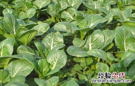 菜心的种植方法 菜心的种植方法和注意事项