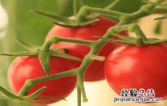 西紅柿不定根的原因及防治方法 西紅柿不定根的原因及防治