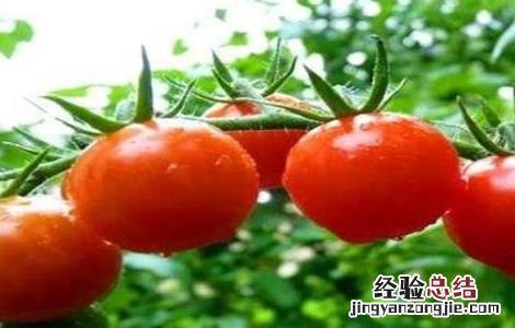 西紅柿不定根的原因及防治方法 西紅柿不定根的原因及防治
