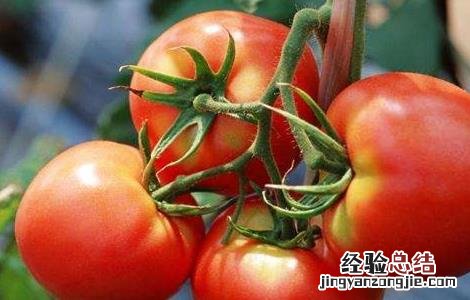 西紅柿不定根的原因及防治方法 西紅柿不定根的原因及防治