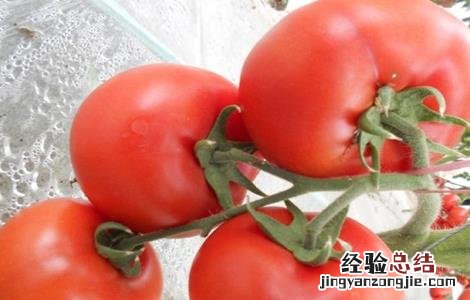 西紅柿不定根的原因及防治方法 西紅柿不定根的原因及防治