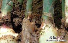 生姜常见病虫害的防治方法 生姜常见病虫害的防治方法视频