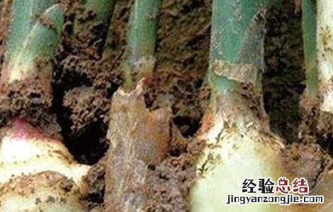 生姜常见病虫害的防治方法 生姜常见病虫害的防治方法视频