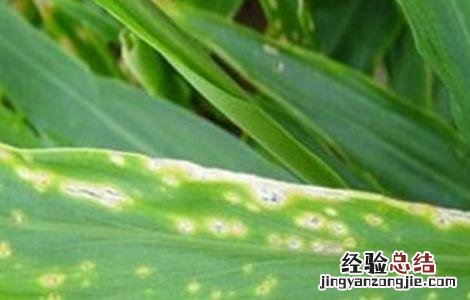 生姜常见病虫害的防治方法 生姜常见病虫害的防治方法视频