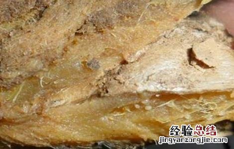 生姜常见病虫害的防治方法 生姜常见病虫害的防治方法视频