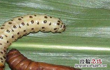 生姜常见病虫害的防治方法 生姜常见病虫害的防治方法视频