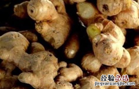生姜常见病虫害的防治方法 生姜常见病虫害的防治方法视频
