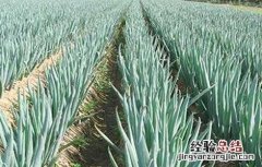 种植大葱对环境的要求 大葱的生长环境要求