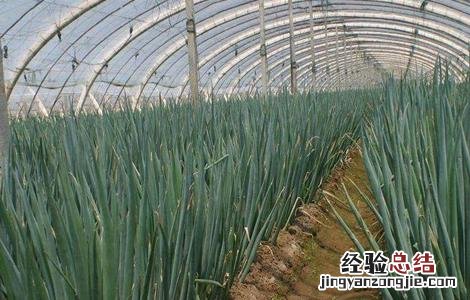 种植大葱对环境的要求 大葱的生长环境要求