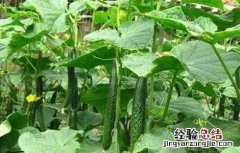 黄瓜只开花不结果怎么办 黄瓜只开花不结果怎么办图片