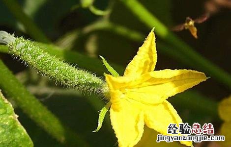 黄瓜只开花不结果怎么办 黄瓜只开花不结果怎么办图片