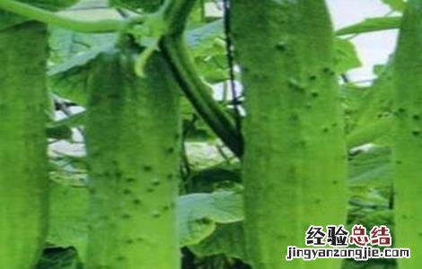 黄瓜只开花不结果怎么办 黄瓜只开花不结果怎么办图片