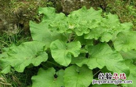 牛蒡的田间管理技术与管理 牛蒡的田间管理技术