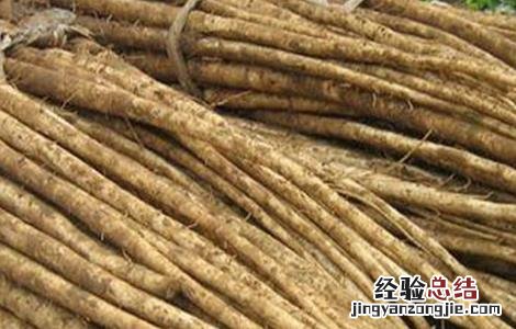 牛蒡的田间管理技术与管理 牛蒡的田间管理技术