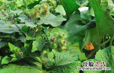 牛蒡的田间管理技术与管理 牛蒡的田间管理技术