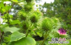 牛蒡的田间管理技术与管理 牛蒡的田间管理技术
