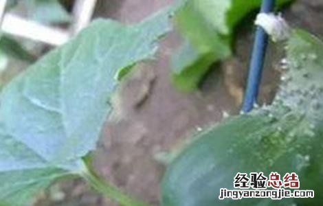 黄瓜弯曲是什么原因造成的 黄瓜弯曲的原因及解决方法