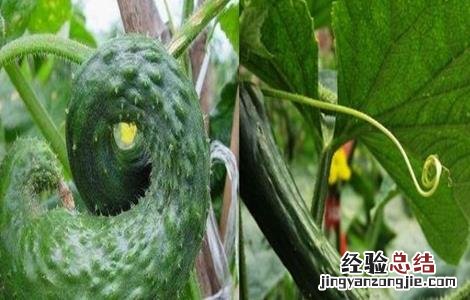 黄瓜弯曲是什么原因造成的 黄瓜弯曲的原因及解决方法