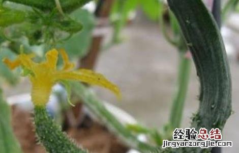 黄瓜弯曲是什么原因造成的 黄瓜弯曲的原因及解决方法
