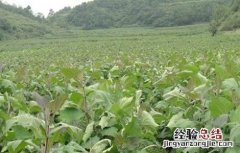 雪莲果的田间管理 雪莲果的田间管理与管理