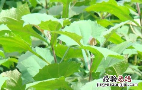 雪莲果的田间管理 雪莲果的田间管理与管理