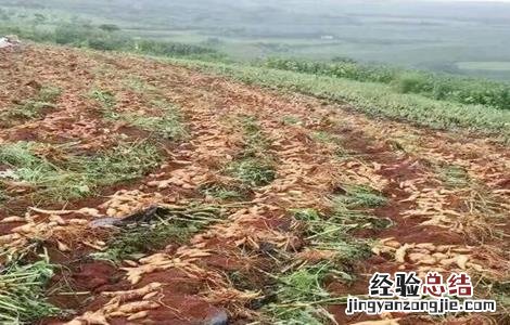 雪莲果的田间管理 雪莲果的田间管理与管理