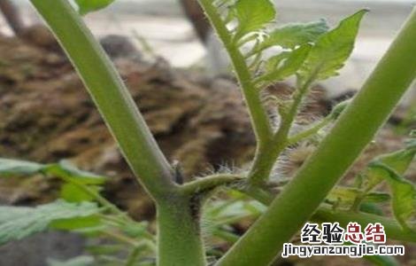 西红柿芽枯病的特征及防治方法 西红柿芽枯病的特征及防治