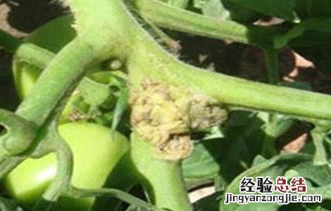 西红柿芽枯病的特征及防治方法 西红柿芽枯病的特征及防治