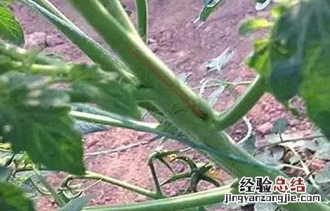西红柿芽枯病的特征及防治方法 西红柿芽枯病的特征及防治
