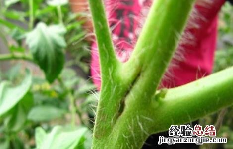 西红柿芽枯病的特征及防治方法 西红柿芽枯病的特征及防治