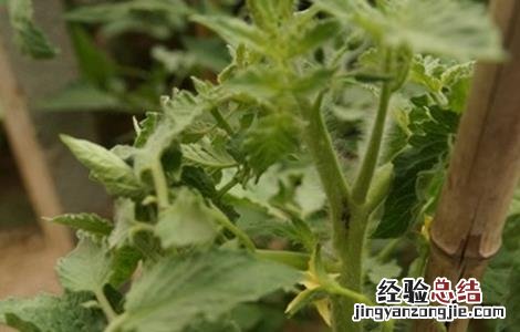 西红柿芽枯病的特征及防治方法 西红柿芽枯病的特征及防治