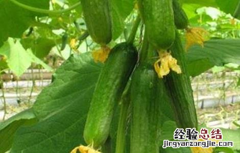 黄瓜歇秧怎么办 黄瓜秧怎么处理