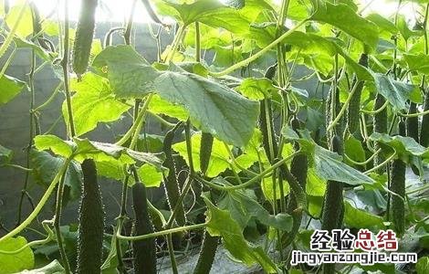 黄瓜歇秧怎么办 黄瓜秧怎么处理
