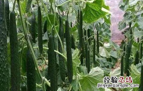 黄瓜歇秧怎么办 黄瓜秧怎么处理
