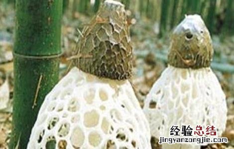 竹荪种植要求 竹荪种植注意事项