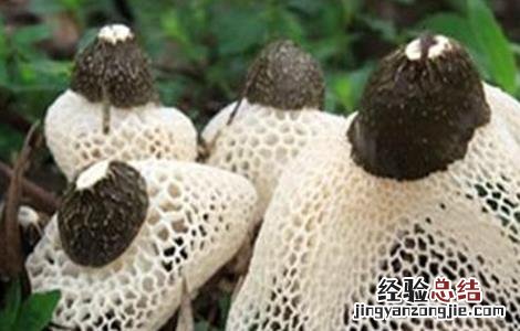 竹荪种植要求 竹荪种植注意事项