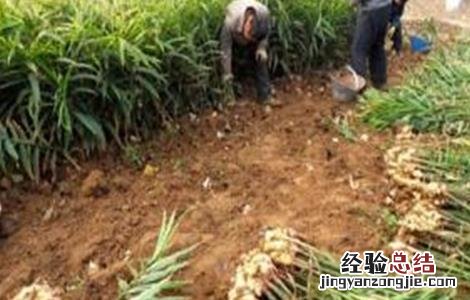 生姜种植如何提高产量 生姜种植如何提高产量呢