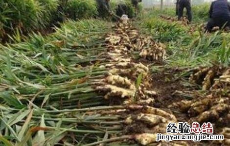 生姜种植如何提高产量 生姜种植如何提高产量呢