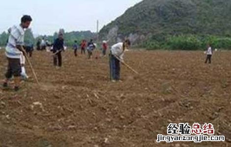 生姜种植如何提高产量 生姜种植如何提高产量呢