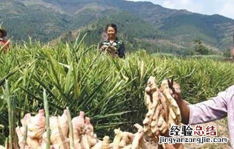生姜种植如何提高产量 生姜种植如何提高产量呢