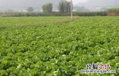 包心芥菜种植时间和方法 芥菜种植时间和方法