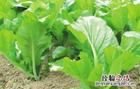包心芥菜种植时间和方法 芥菜种植时间和方法